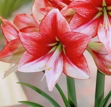 Amaryllis showmaster seed for sale  Jackson