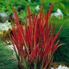 Imperata cylindrica red for sale  UK