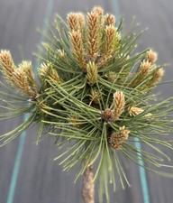 Pinus thunbergii nana for sale  Mount Pleasant