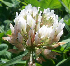 White clover seeds for sale  WALLASEY