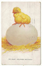 Postcard chick laying for sale  DISS