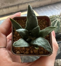 Ariocarpus hybrid own usato  Valdastico