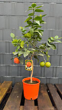 Citrus meyeri citrus gebraucht kaufen  Springe