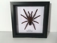 Tarantula spider box for sale  POOLE