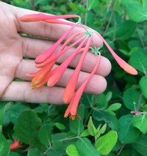 Coral honeysuckle lonicera for sale  Auburndale