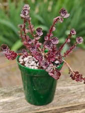Sedum spurium dragon for sale  LONDON