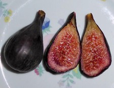 Violette bordeaux fig for sale  Somerville