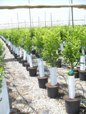 Albero limone 135 usato  Spedire a Italy