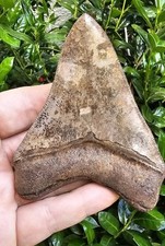 megalodon shark for sale megalodon shark for sale Saint Augustine