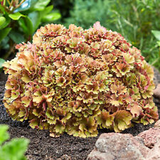Heuchera frilly coral for sale  UK