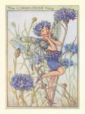 Cornflower fairy cicely for sale  LONDON