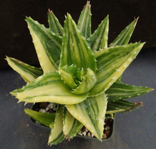 Aloe nobilis variagata for sale  Saratoga