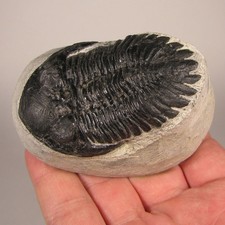 2.4 hollardops trilobite d'occasion  Expédié en Belgium