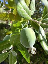 Feijoa sellowiana pineapple for sale  Trabuco Canyon