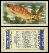 Golden orfe freshwater for sale  SLEAFORD