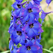 200 penstemon seeds for sale  Greenville