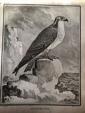 Falconeria ornitologia 1780 usato  Roma