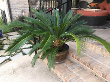 Sago palm trees for sale  Murfreesboro