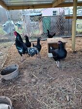 Asil pure hatching for sale  Sylva