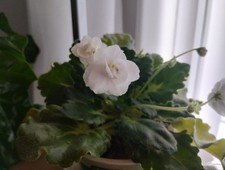 African violet saintpaulia for sale  PRENTON