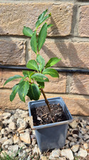 Forsythia young plant for sale  BRISTOL
