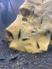 Lot offerte crevettes d'occasion  Trieux