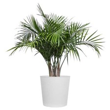 Majesty palm live for sale  Hialeah