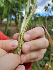 Teosinte mais antico usato  Spedire a Italy