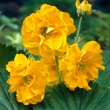 geum for sale geum for sale UK