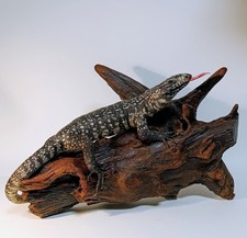 Taxidermy skull cabinet usato  Roma