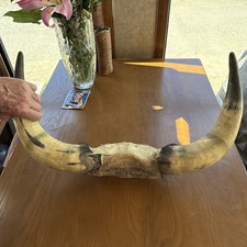 Vintage steer horns for sale  Corona