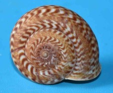 Landsnail terrestre solaropsid d'occasion  Agde