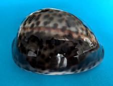 Cypraea tigris 116 d'occasion  Nice-