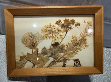 Vintage framed dried for sale  CHELTENHAM