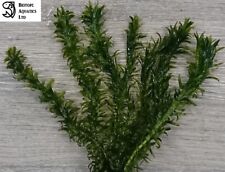 Stems pond weed for sale  DRONFIELD