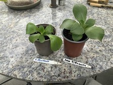 Primula auricula double for sale  HORNCASTLE