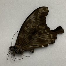 Butterfly papilio charopus for sale  READING