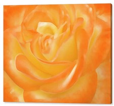 Rose x36 print for sale  High Point