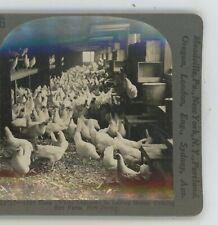 Hens white leghorn for sale  Bolton
