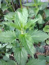 Live stinging nettle for sale  Elmwood Park