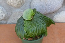 Rare platycerium madagascarien for sale  Roseburg