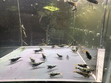 Black blue galaxy for sale  Brooklyn