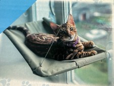 Pet cat window for sale  Carrollton