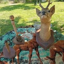 Taxidermy d'occasion  Expédié en Belgium