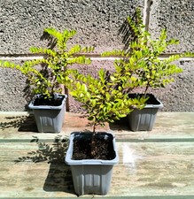 Buxus evergreen 7cm for sale  HEREFORD