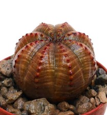 Euphorbia obesa selezionato usato  Napoli
