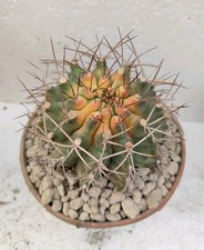 Gymnocalycium schickendantzii  usato Gymnocalycium schickendantzii  usato  Lecce