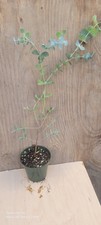 Silver dollar eucalyptus for sale  Easton