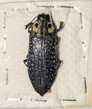 Lampropepla rothschildi specim for sale  WOKING