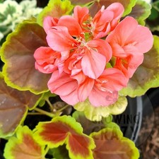 Yan grounch coloured for sale  EVESHAM